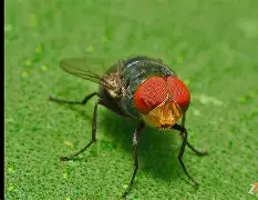 2023cf不能识别的生僻字